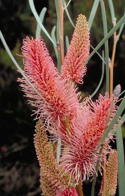 Hakea Coriacea 'Pink Spike Hakea' Grows: 4m x2m; Flowers: Jul- Dec Requires well- drained soil. Water well to establish but then is relatively hardy.