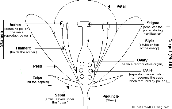 Floweranatomy